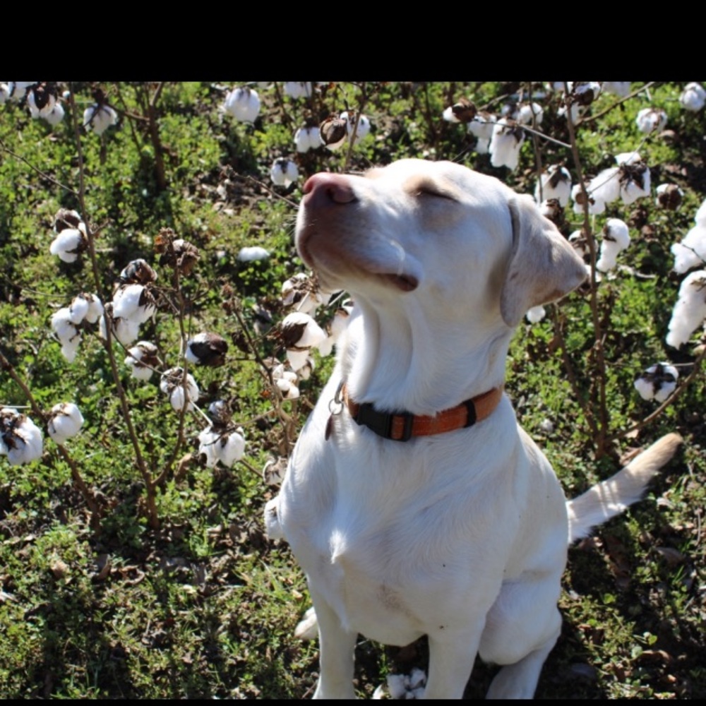 Meet your Posher, Callie